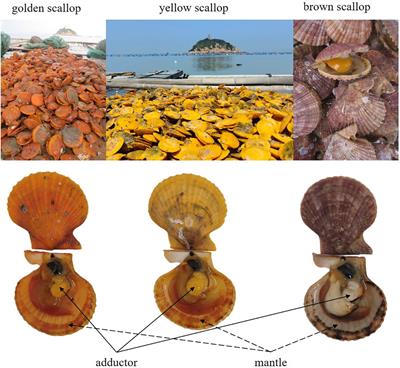 Nutrient comparisons among the noble scallops Chlamys nobilis with three different shell colours to provide advices for consumers to choose high-quality food